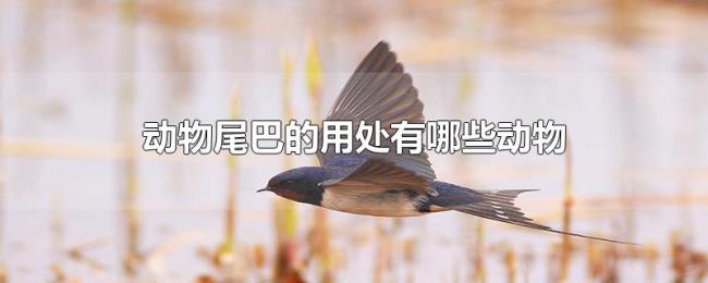 动物尾巴的用处有哪些动物 动物尾巴的用处有哪些动物