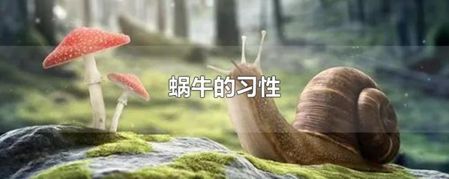 蜗牛的习性 蜗牛的习性