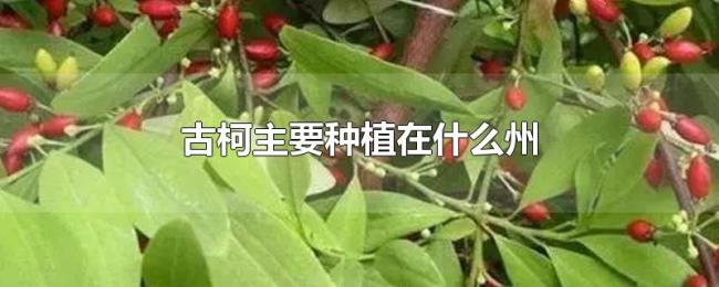 古柯主要种植在什么州