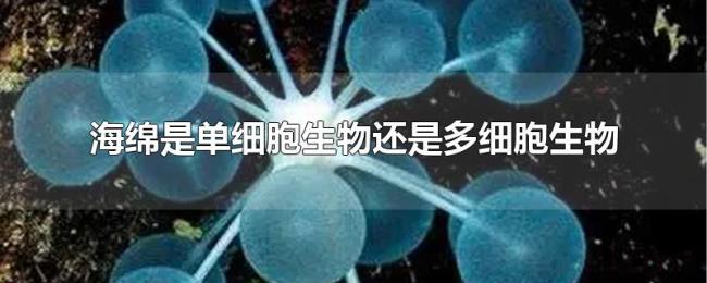 海绵是单细胞生物还是多细胞生物 海绵是单细胞生物还是多细胞生物