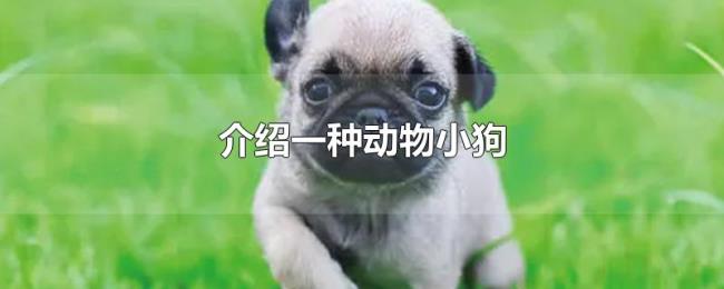 介绍一种动物小狗 介绍一种动物小狗