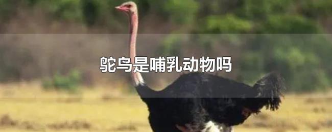 鸵鸟是哺乳动物吗 鸵鸟是哺乳动物吗