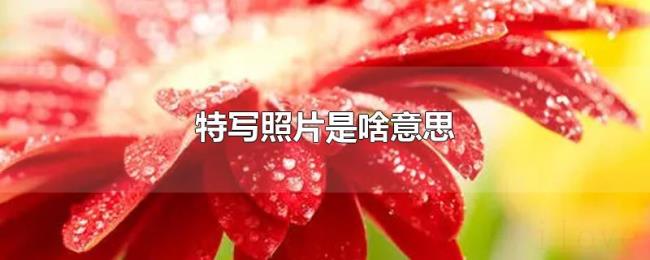 特写照片是啥意思