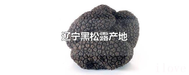 辽宁黑松露产地 辽宁黑松露产地