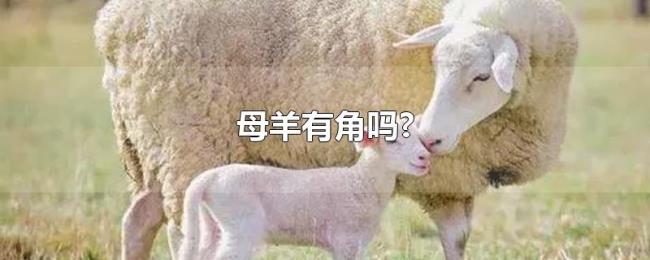 母羊有角吗? 母羊有角吗?
