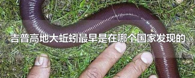 吉普高地大蚯蚓最早是在哪个国家发现的