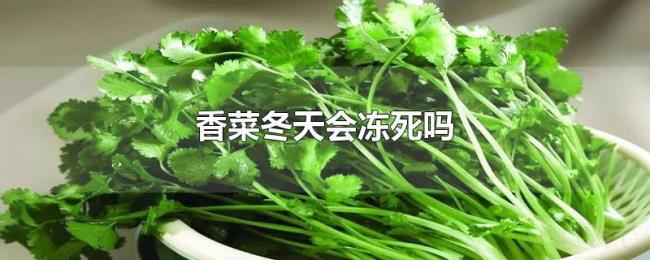 香菜冬天会冻死吗 香菜冬天会冻死吗