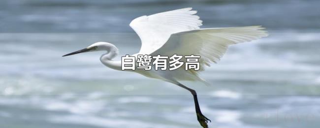 白鹭有多高 白鹭有多高