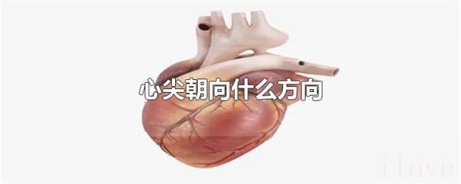 心尖朝向什么方向
