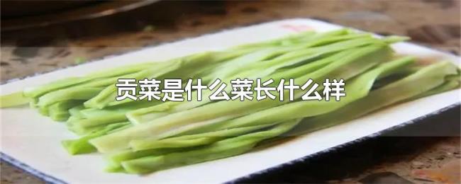 贡菜是什么菜长什么样