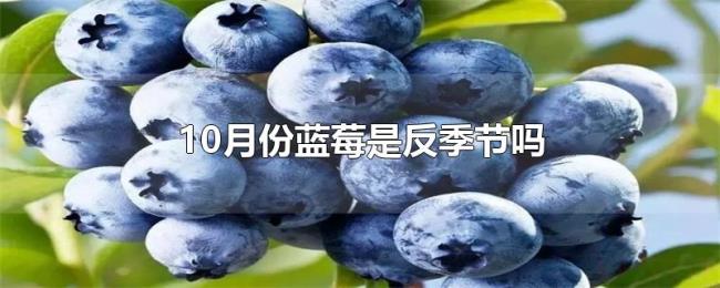 10月份蓝莓是反季节吗