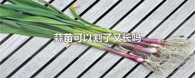 蒜苗可以割了又长吗