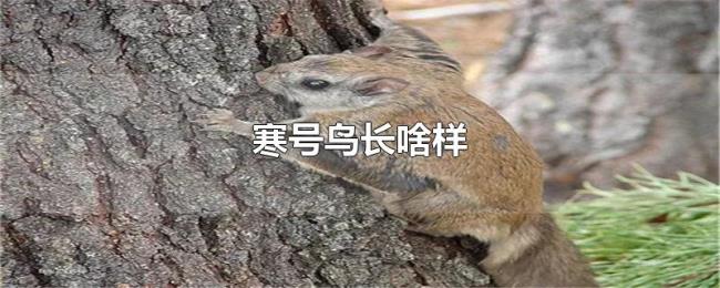 寒号鸟长啥样