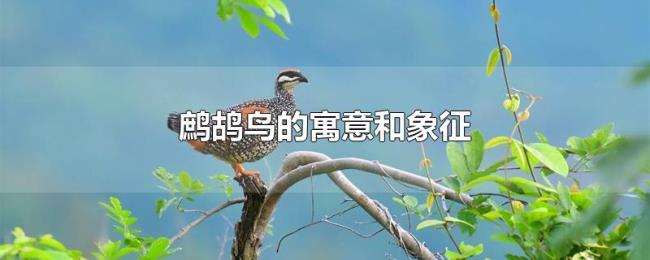 鹧鸪鸟的寓意和象征 鹧鸪鸟的寓意和象征