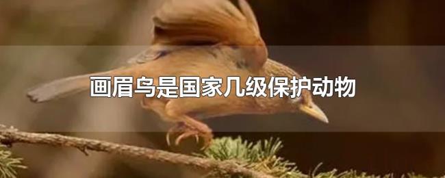 画眉鸟是国家几级保护动物