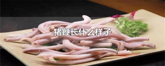 猪鞭长什么样子
