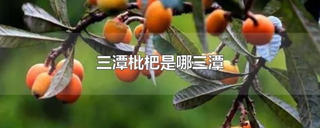 三潭枇杷是哪三潭