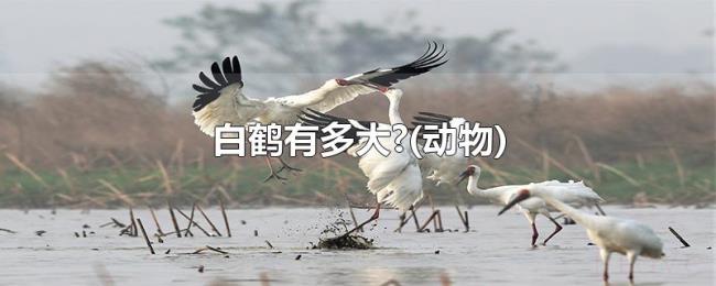白鹤有多大?(动物)
