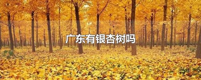 广东有银杏树吗