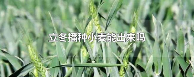 立冬播种小麦能出来吗 立冬播种小麦能出来吗
