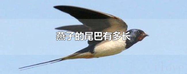 燕子的尾巴有多长