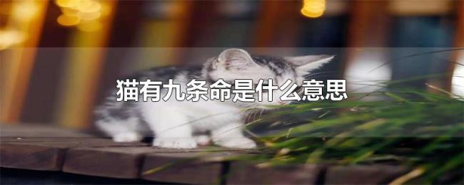 猫有九条命是什么意思 猫有九条命是什么意思