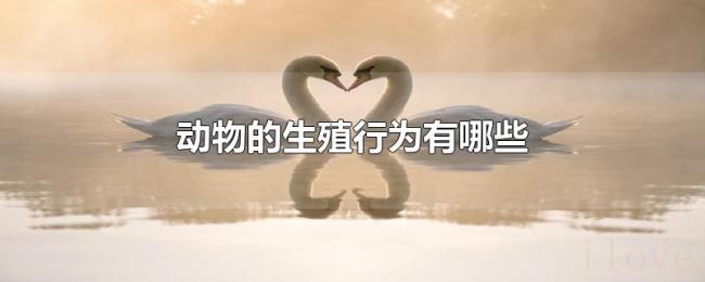 动物的生殖行为有哪些 动物的生殖行为有哪些