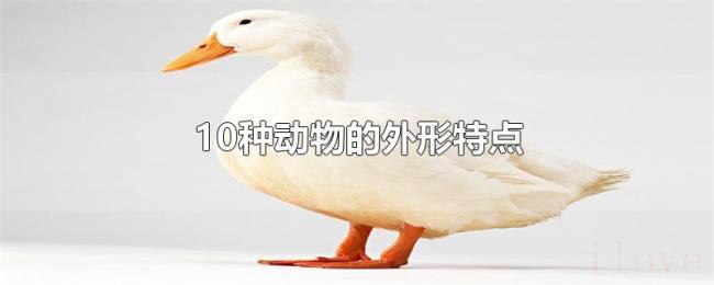 10种动物的外形特点 10种动物的外形特点