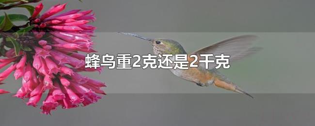 蜂鸟重2克还是2千克 蜂鸟重2克还是2千克
