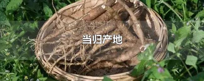 当归产地 当归产地