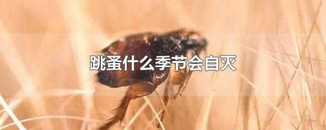 跳蚤什么季节会自灭