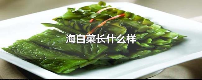 海白菜长什么样 海白菜长什么样