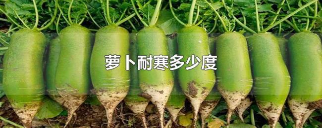 萝卜耐寒多少度 萝卜耐寒多少度