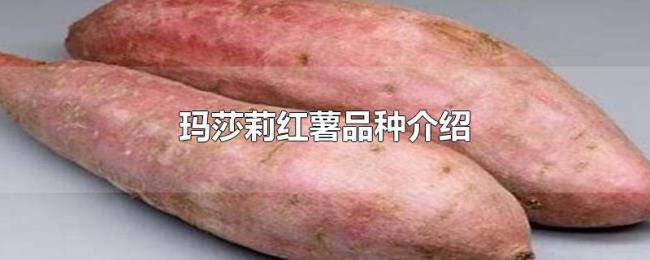 玛莎莉红薯品种介绍 玛莎莉红薯品种介绍