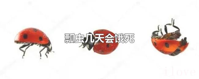瓢虫几天会饿死