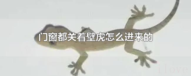 门窗都关着壁虎怎么进来的
