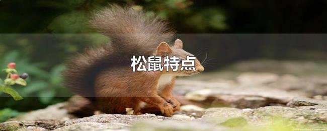松鼠特点 松鼠特点