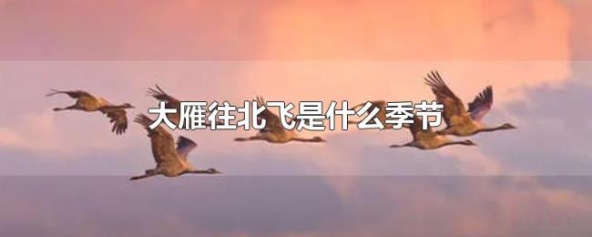 大雁往北飞是什么季节