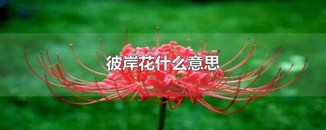 彼岸花什么意思 彼岸花什么意思