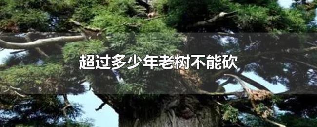 超过多少年老树不能砍 超过多少年老树不能砍