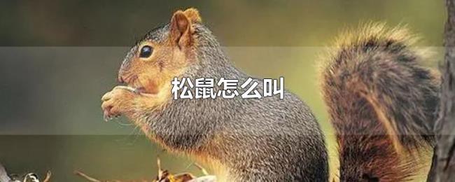 松鼠怎么叫