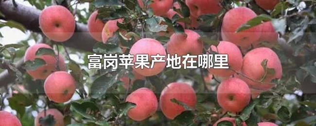富岗苹果产地在哪里 富岗苹果产地在哪里