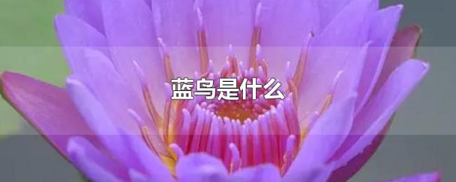 蓝鸟是什么 蓝鸟是什么