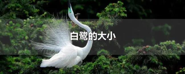 白鹭的大小 白鹭的大小