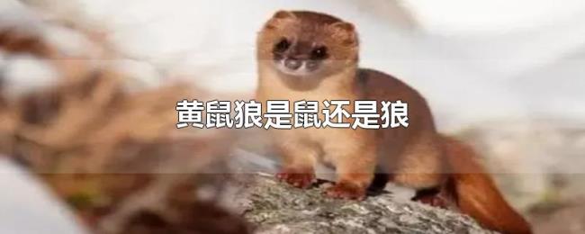 黄鼠狼是鼠还是狼