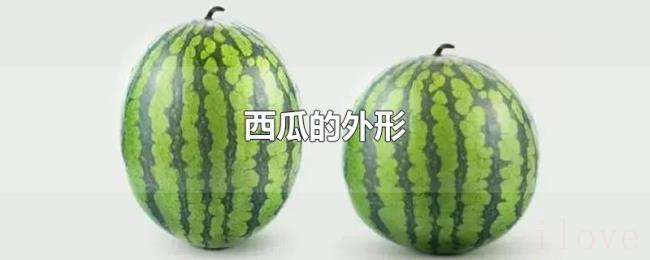 西瓜的外形