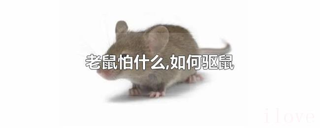 老鼠怕什么,如何驱鼠 老鼠怕什么,如何驱鼠