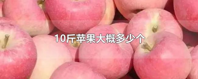 10斤苹果大概多少个 10斤苹果大概多少个