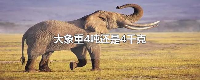 大象重4吨还是4千克 大象重4吨还是4千克