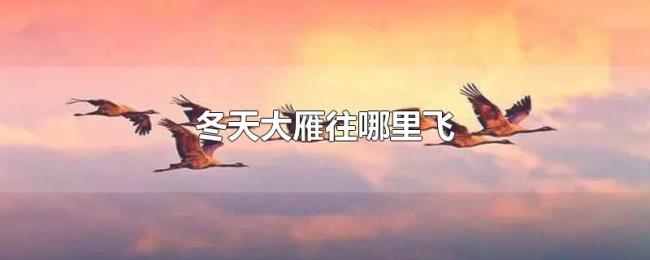 冬天大雁往哪里飞